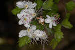 Parsley hawthorn